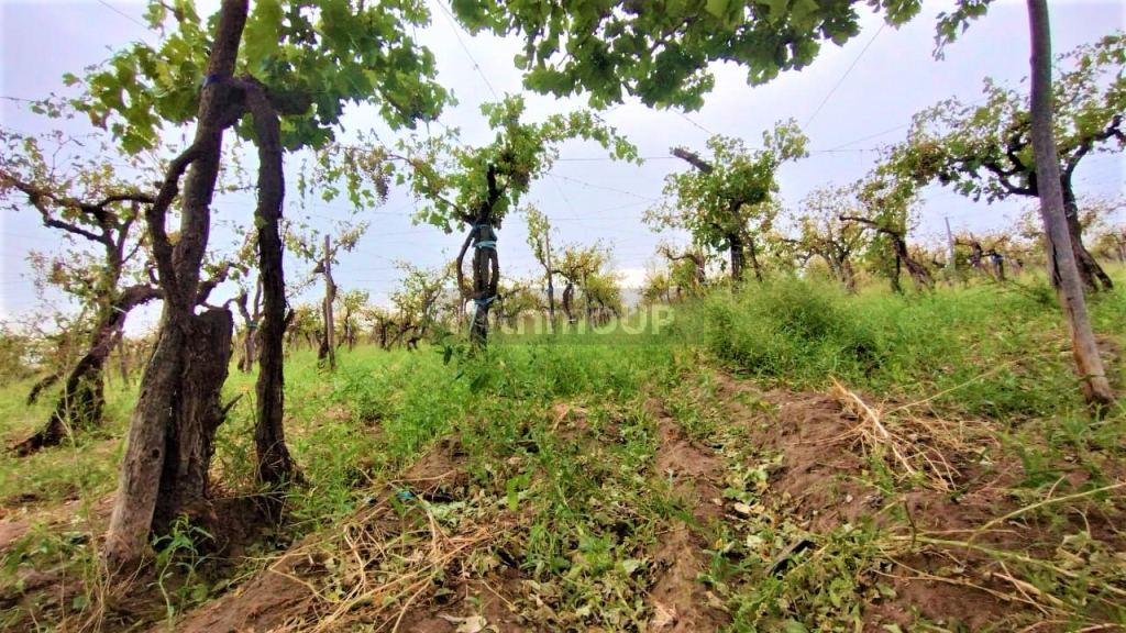 Finca en Venta en San Martin, Mendoza