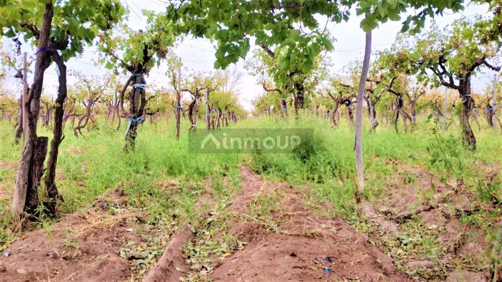Finca en Venta en San Martin, Mendoza