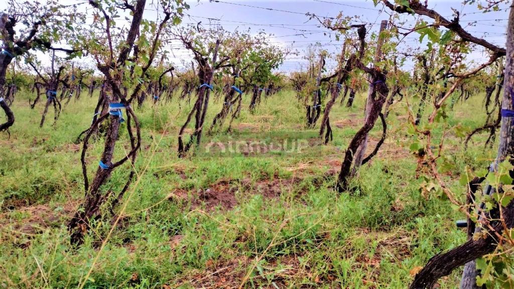 Finca en Venta en San Martin, Mendoza