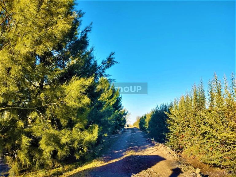 Finca en Venta en Lujan de Cuyo, Mendoza