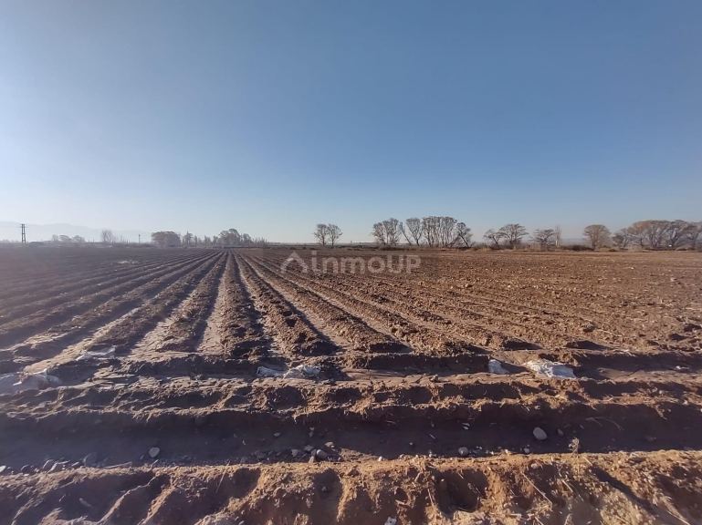 Finca en Venta en Lujan de Cuyo, Mendoza