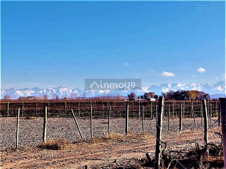 Finca en Venta en Lujan de Cuyo, Mendoza
