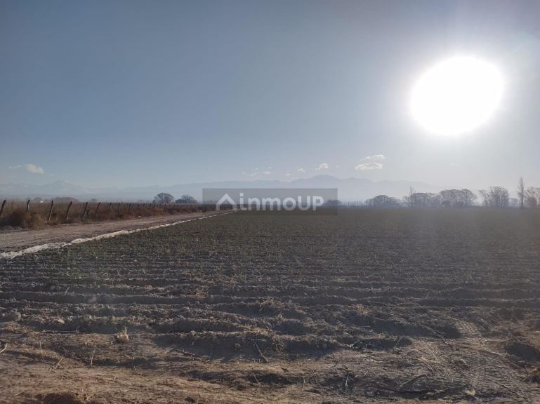 Finca en Venta en Lujan de Cuyo, Mendoza