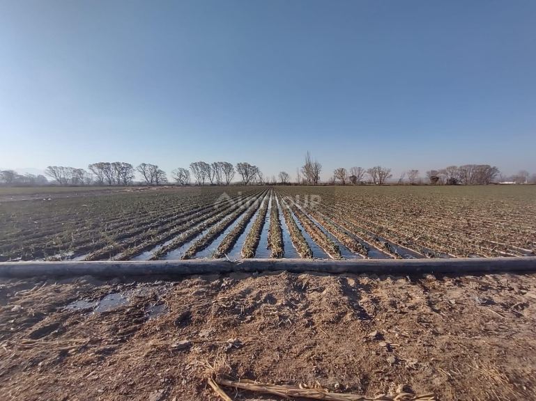 Finca en Venta en Lujan de Cuyo, Mendoza