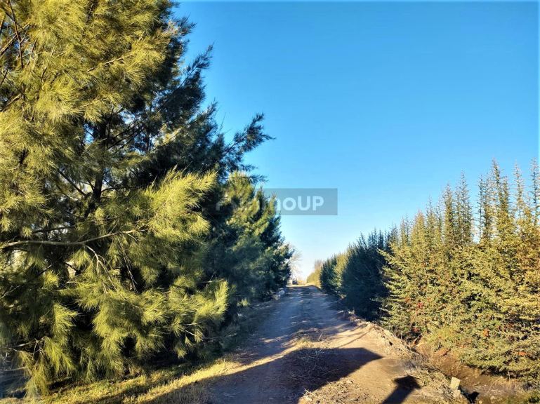 Finca en Venta en Lujan de Cuyo, Mendoza