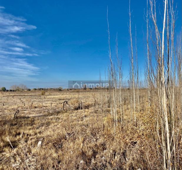 Campo en Venta en San Martin, Mendoza