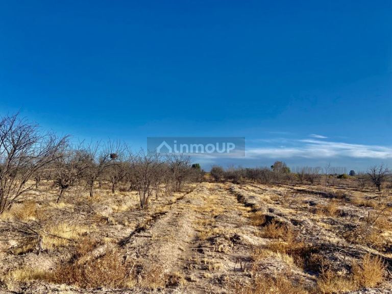 Campo en Venta en San Martin, Mendoza