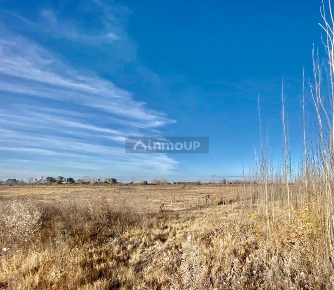 Campo en Venta en San Martin, Mendoza