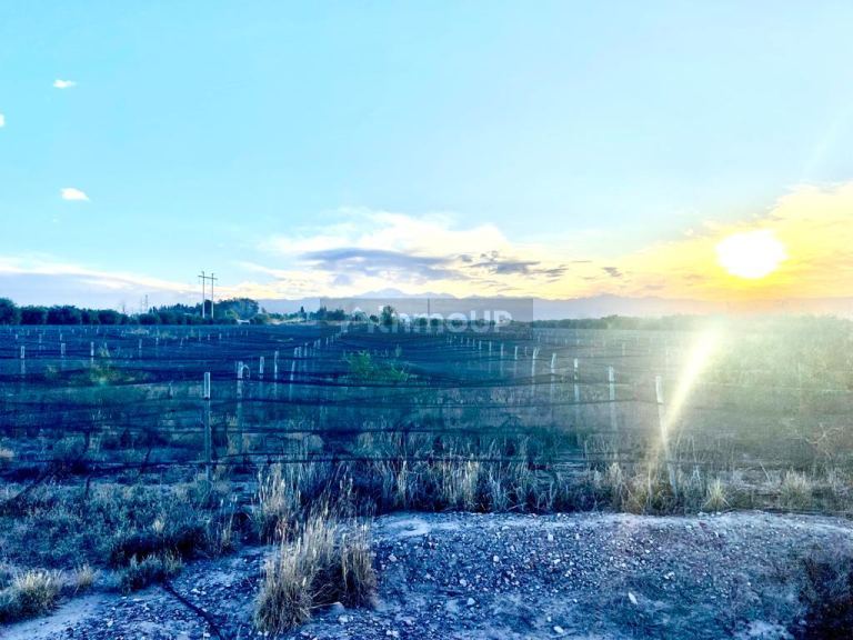 Finca en Venta en Maipu, Mendoza