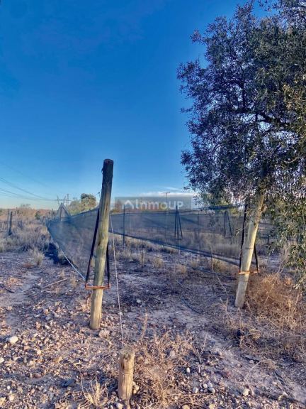 Finca en Venta en Maipu, Mendoza