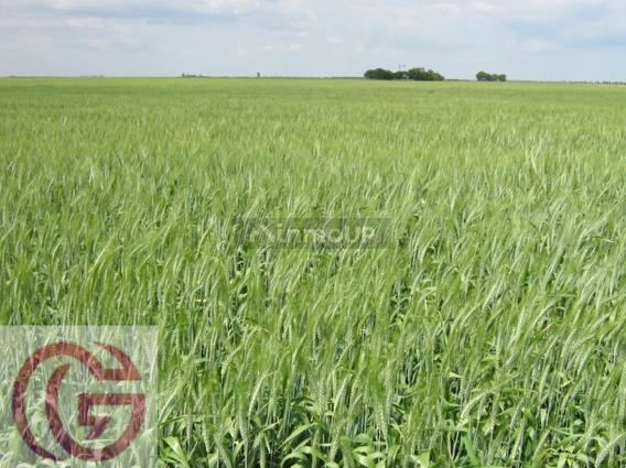 Campo en Venta en Rancul, La Pampa