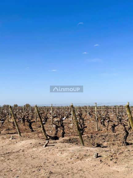 Finca en Venta en Santa Rosa, Mendoza