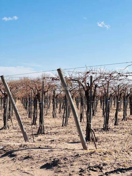 Finca en Venta en Santa Rosa, Mendoza