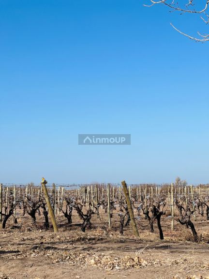 Finca en Venta en Santa Rosa, Mendoza
