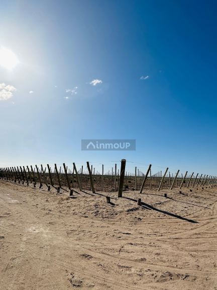 Finca en Venta en Santa Rosa, Mendoza