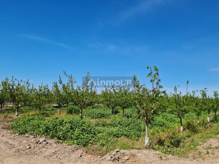 Finca en Venta en Maipu, Mendoza