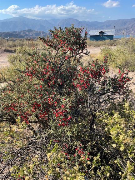 Terreno en Venta en Lujan de Cuyo, Mendoza