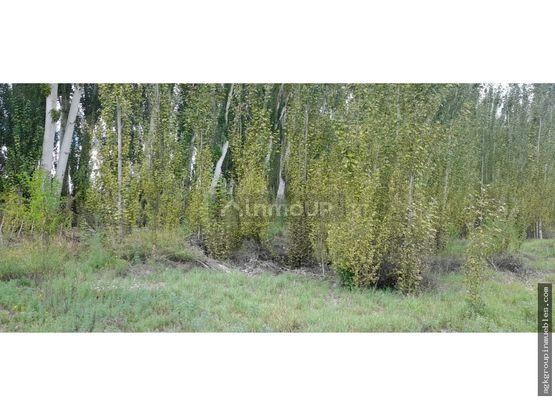 Finca en Venta en Tupungato, Mendoza