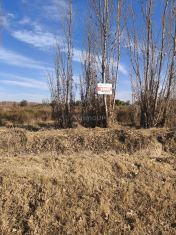 Junin Calle Tarantola