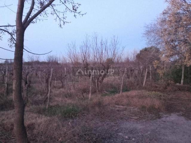 Finca en Venta en San Martin, Mendoza