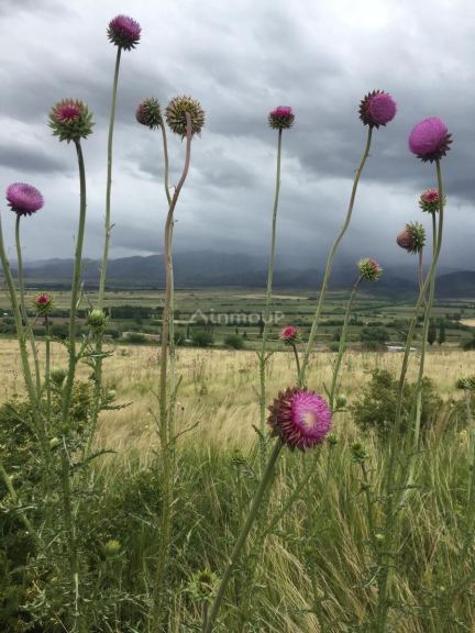 Tupungato La Carrera - Estancia Atamisque