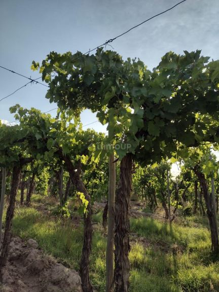 Finca en Venta en Rivadavia, Mendoza