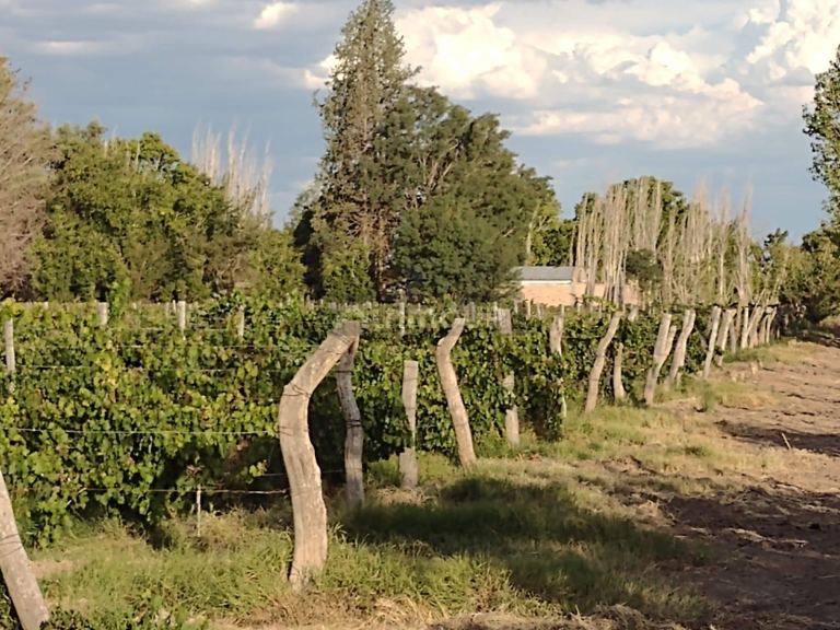 Finca en Venta en Rivadavia, Mendoza
