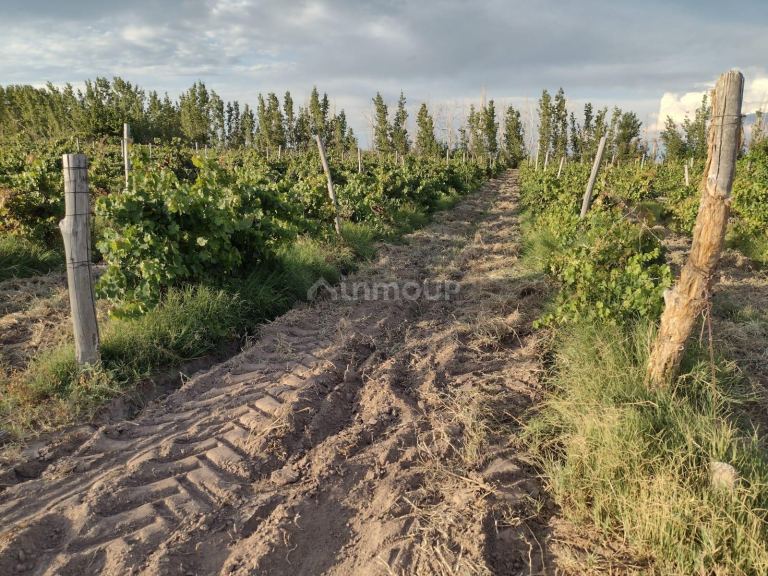 Finca en Venta en Rivadavia, Mendoza