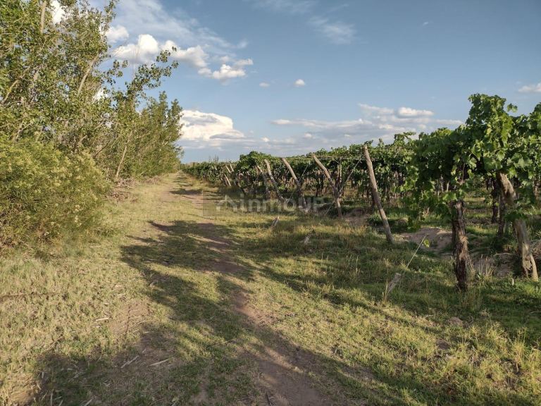 Finca en Venta en Rivadavia, Mendoza