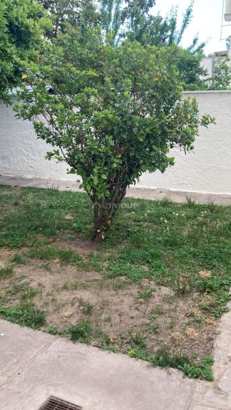 Casa en Alquiler en Godoy Cruz, Mendoza