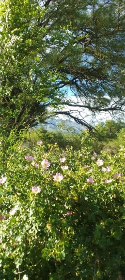 Campo en Venta en El Volcan, San Luis