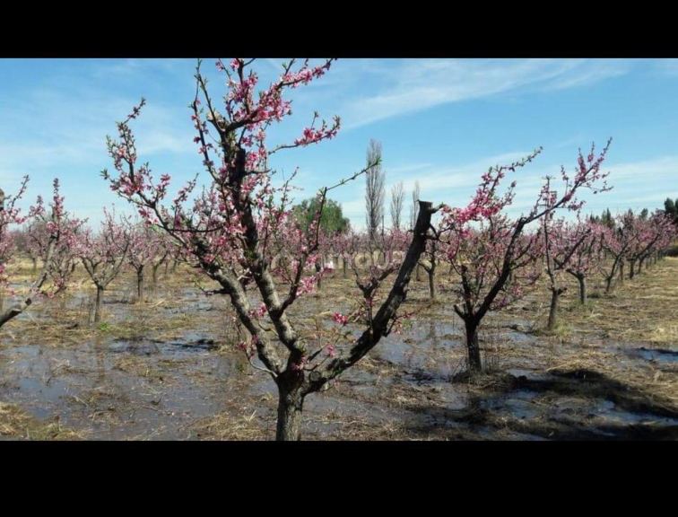 Finca en Venta en General alvear, Mendoza