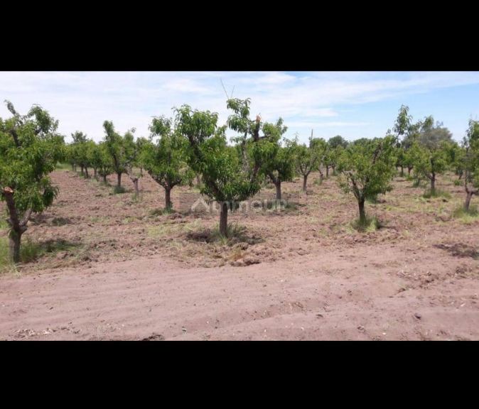 Finca en Venta en General alvear, Mendoza