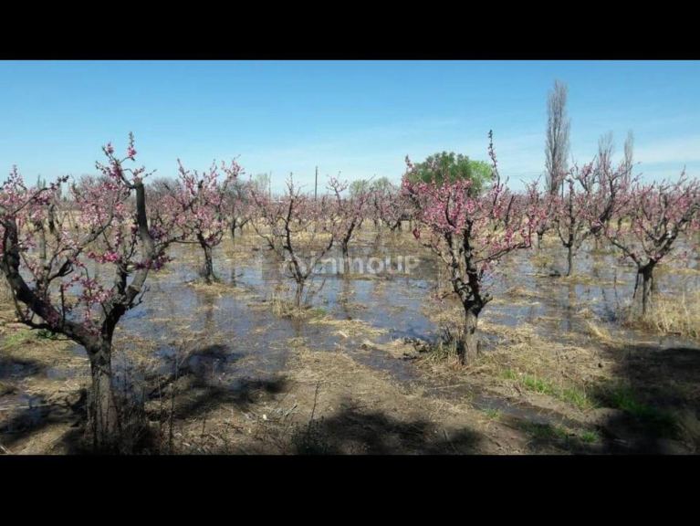 Finca en Venta en General alvear, Mendoza
