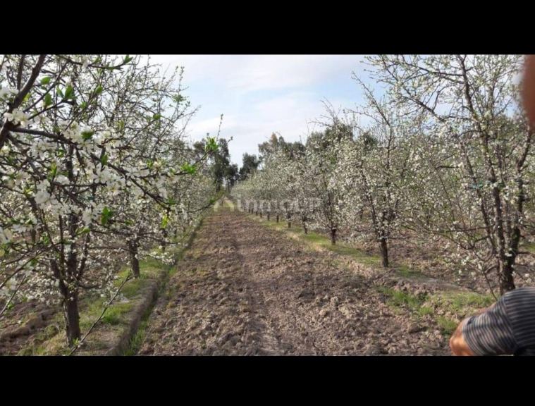 Finca en Venta en General alvear, Mendoza