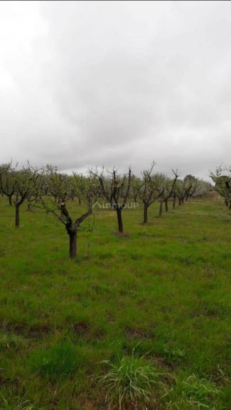 Finca en Venta en General alvear, Mendoza