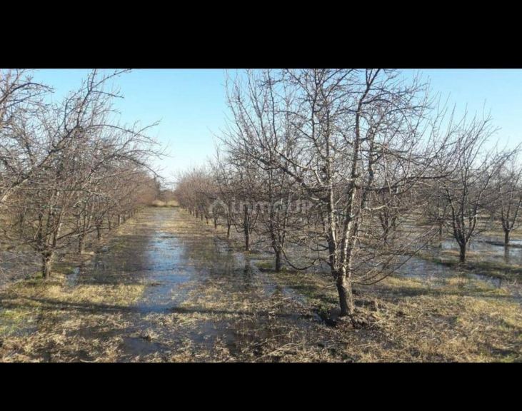 Finca en Venta en General alvear, Mendoza