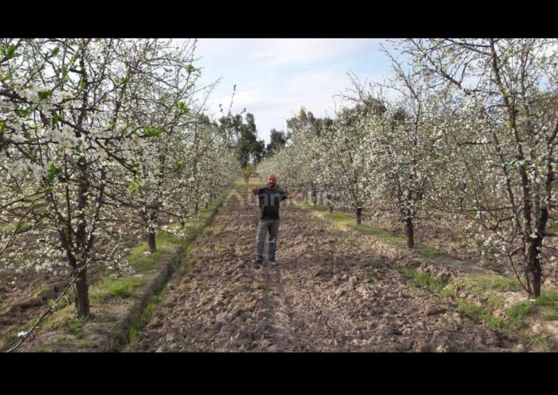 Finca en Venta en General alvear, Mendoza