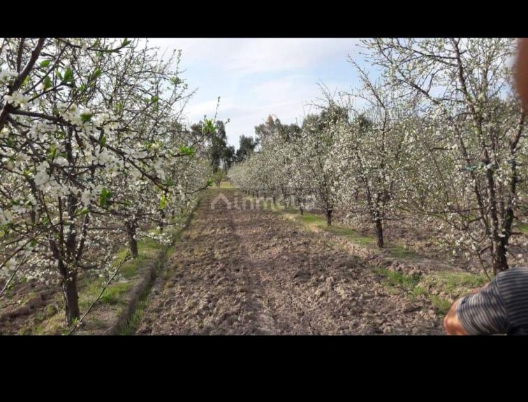 Finca en Venta en General alvear, Mendoza