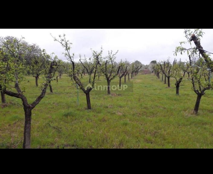 Finca en Venta en General alvear, Mendoza