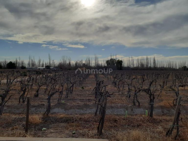 Viñedo en Venta en San Martin, Mendoza