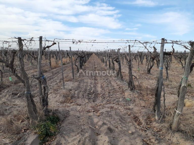 Viñedo en Venta en San Martin, Mendoza