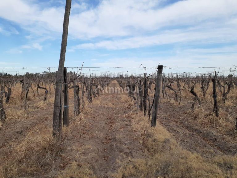 Viñedo en Venta en San Martin, Mendoza