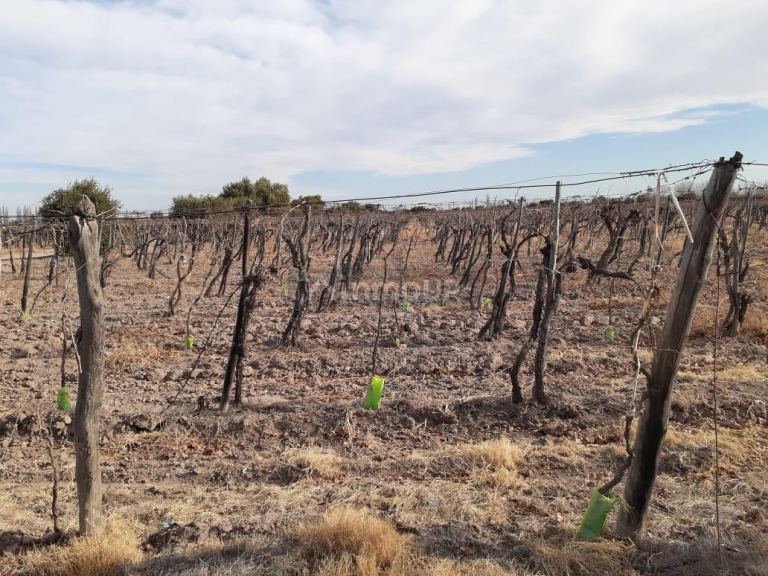 Viñedo en Venta en San Martin, Mendoza
