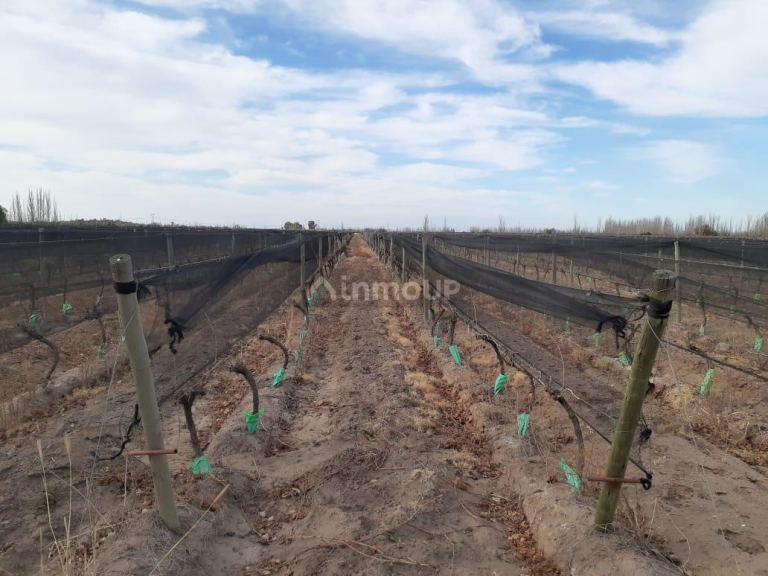 Viñedo en Venta en San Martin, Mendoza