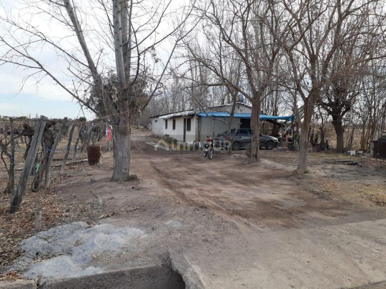 Viñedo en Venta en San Martin, Mendoza