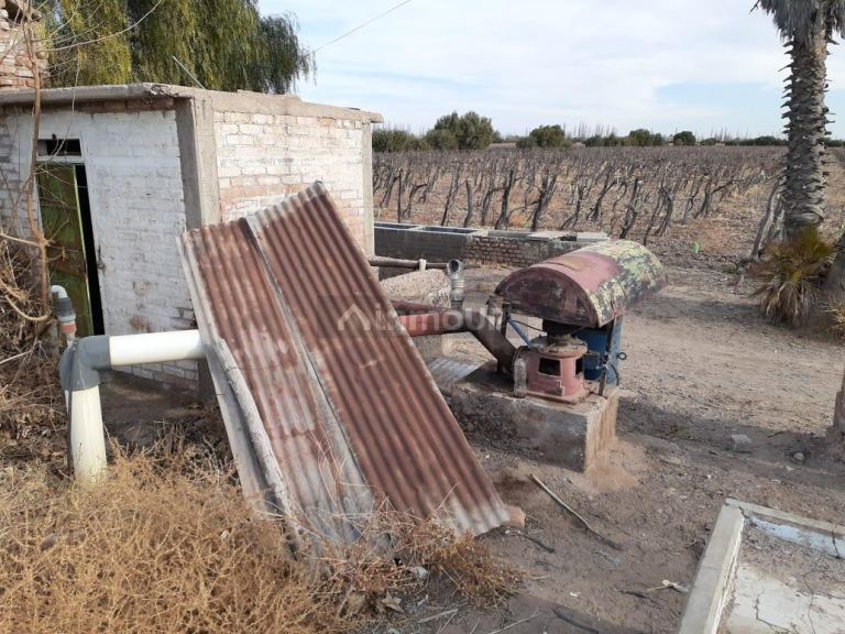 Viñedo en Venta en San Martin, Mendoza