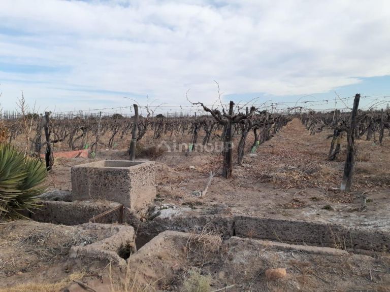Viñedo en Venta en San Martin, Mendoza