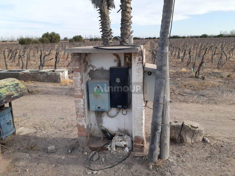 Viñedo en Venta en San Martin, Mendoza