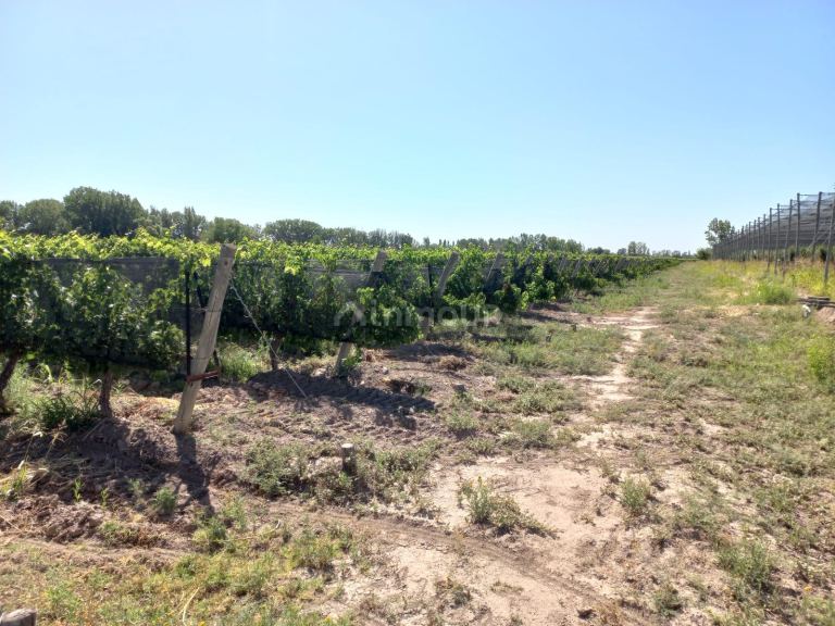 Finca en Venta en San Martin, Mendoza